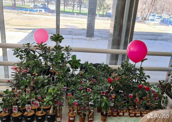 Выставка цветов