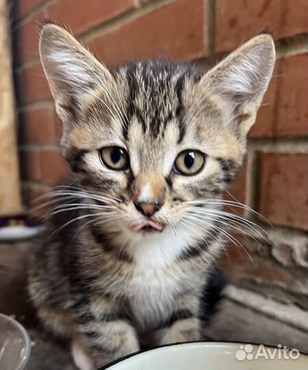 Котята бесплатно