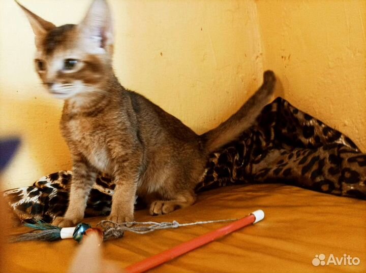 Абибенгалы, аби ориентал, абикуны