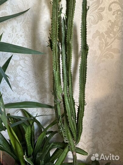 Молочай кактус