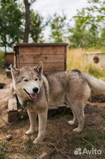 Молодая собака в добрые руки