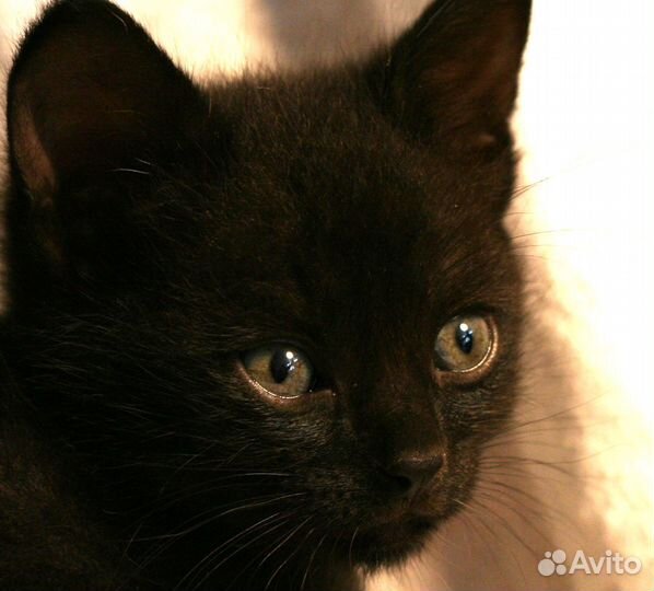 Котенок мальчик 1.5 месяца, черный ищет человека