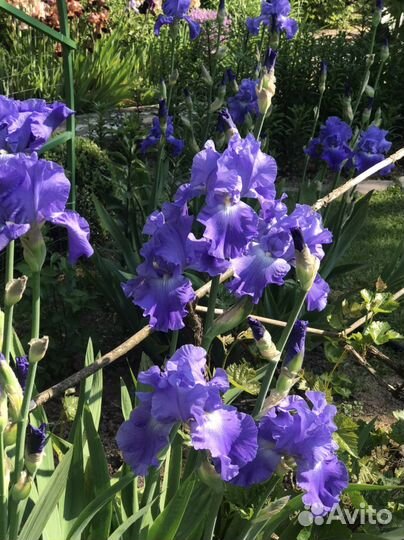 Ирисы