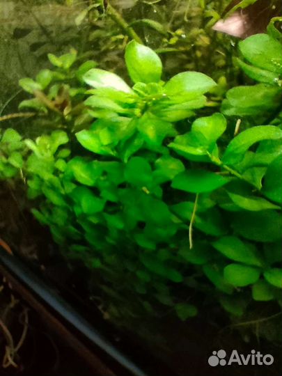 Обслуживание аквариумов