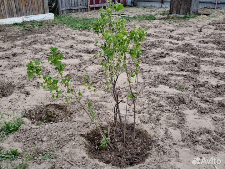 Черная смородина