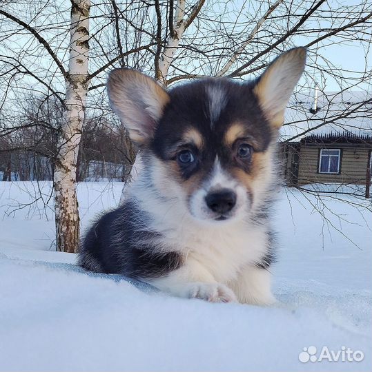Щенки Вельш Корги Пемброк