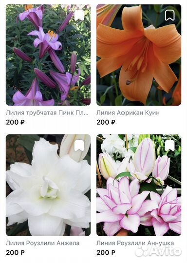 Лилии.Луковицы