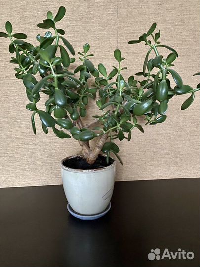 Цветы Крассула (толстянка денежное дерево)