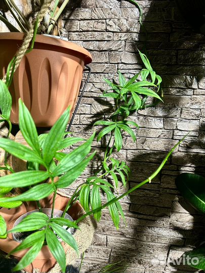 Монстера субпината / монстера тонкая
