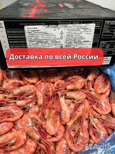 Креветка Северная опт