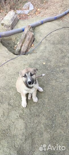 Хаски(помесь)