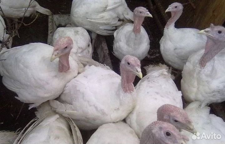 Индюк 2 мес Хайбрид конвертер Венгрия в наличии