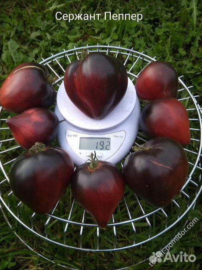 Семена коллекционных сортов томатов