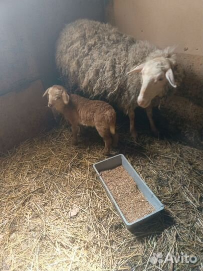 Овцы бараны ягнята