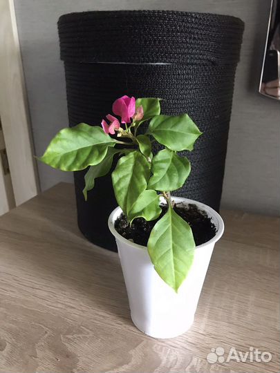 Бугенвиллея