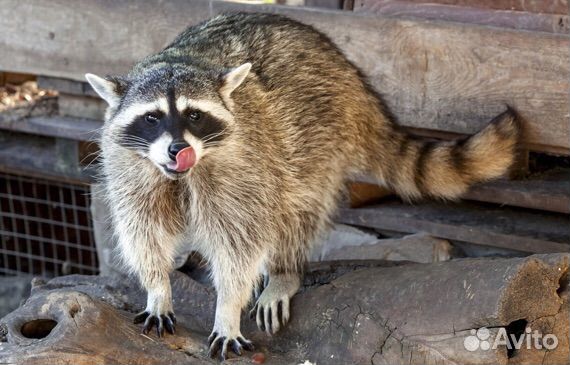 Именные билеты в Московский зоопарк