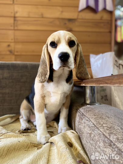Бигль девочка