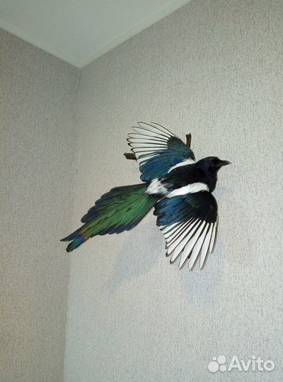 Чучело сороки