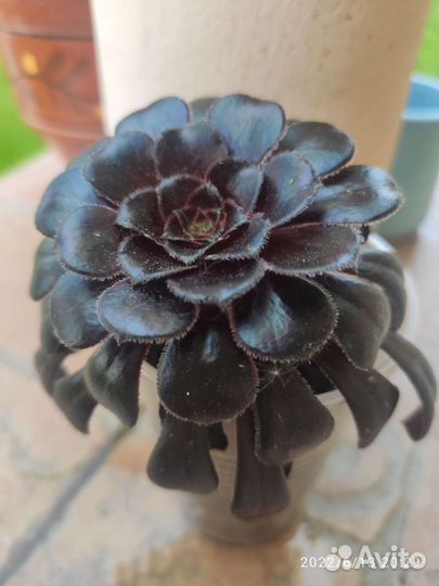 Эониум Шварцкопф