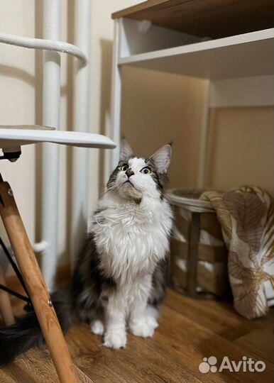 Передержка кошек