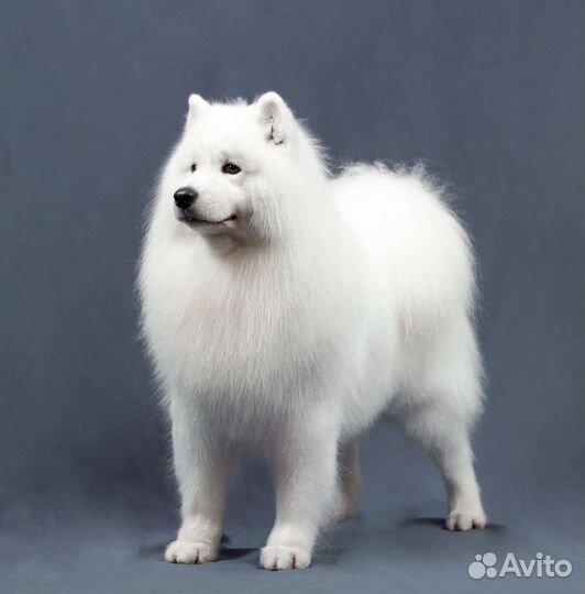 Стрижка собак и кошек - прибыльный бизнес