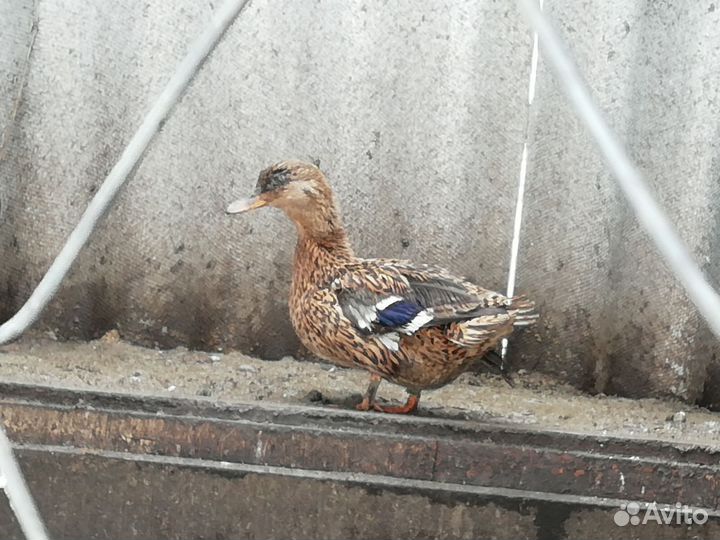 Утки подсадные для охоты