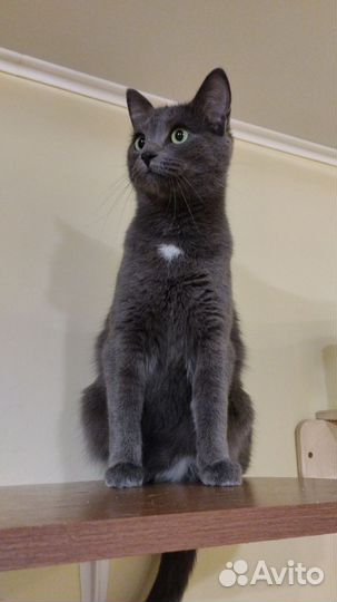 Кошка ищет дом