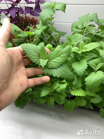 Кошачья мята