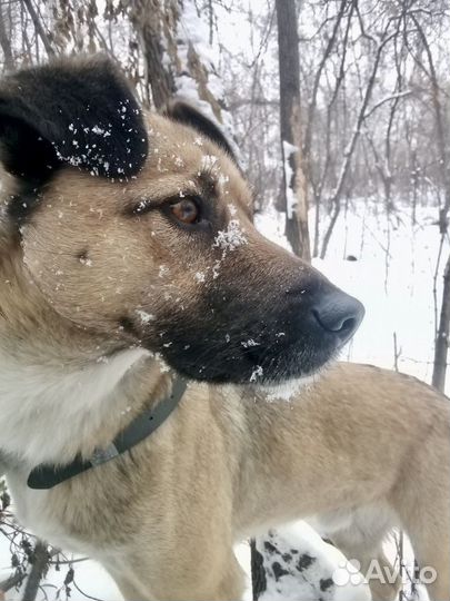 Собаки бесплатно