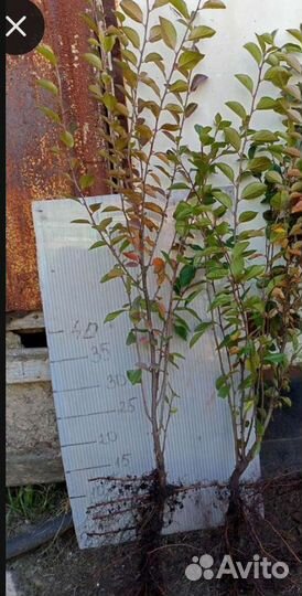 Саженцы кизильника блестящего