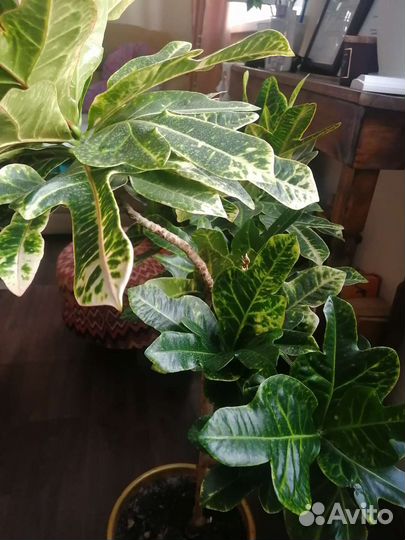 Фикус цветок (кодиеум)