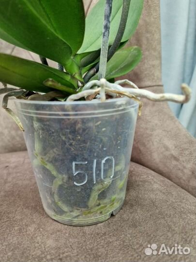 Орхидея биг лип разные