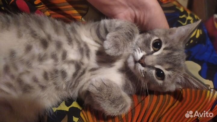 Британская кошечка