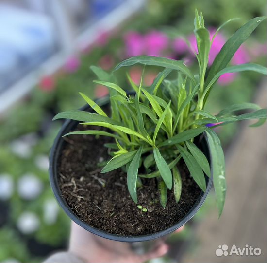 Гвоздика ампельная