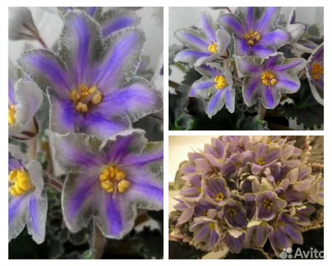 Лф Яблочный зефир