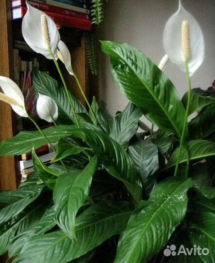 Спатифиллум