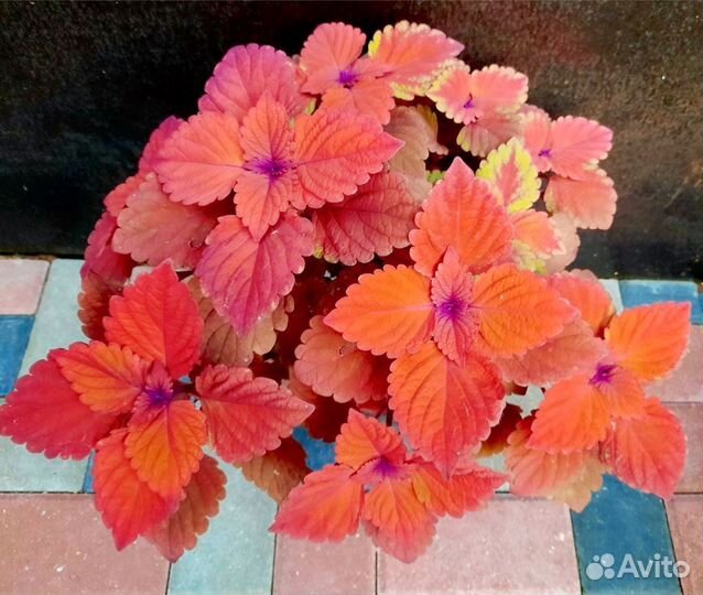 Колеусы сортовые