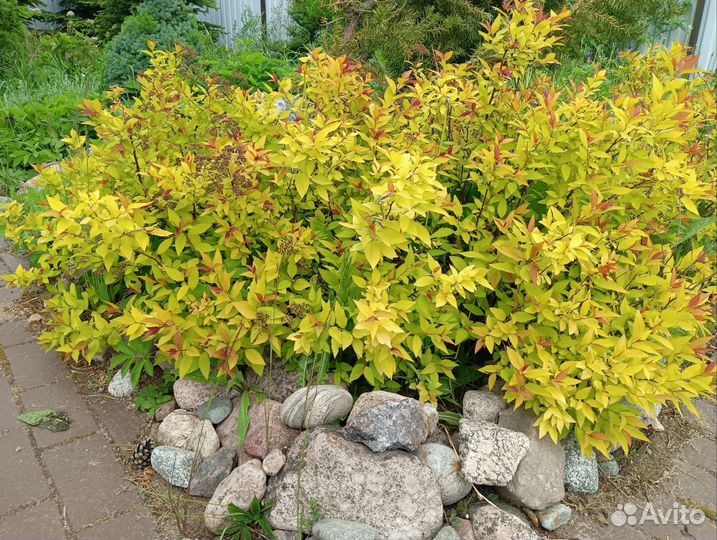 Спирея японская Голд Флейм