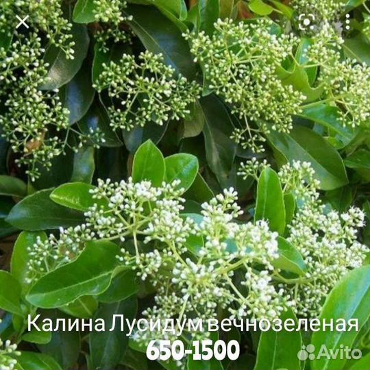 Вечнозеленые садовые растения