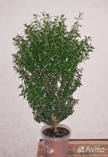 Мирт лечебный