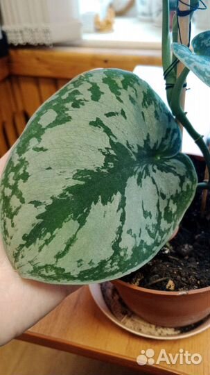 Сциндапсус пиктус экзотик