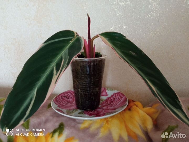 Традесканция, Строманта триколор, фуксия