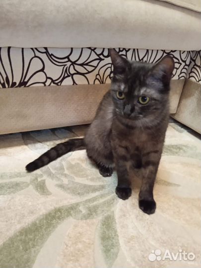 Кошечка ищет дом