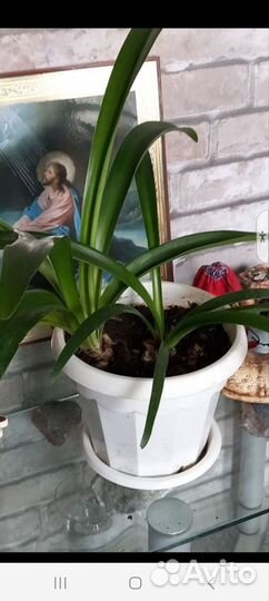 Растения для дома