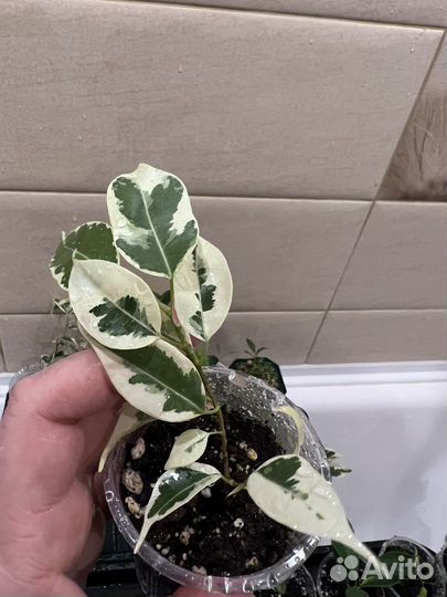 Фикусы бенджамина Редкие