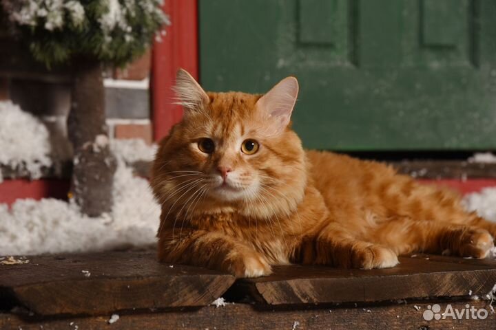 Вязка кота курильский бобтейл