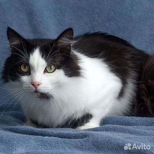 Фил в поисках родных рук