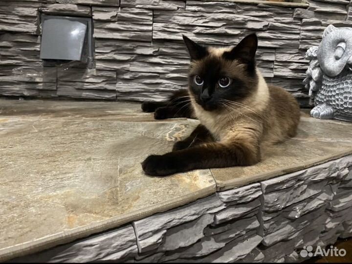 Вязка кошек