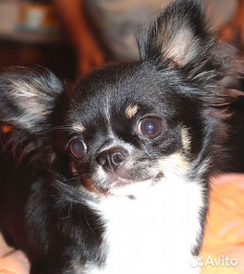 Девочка черно-подпалая