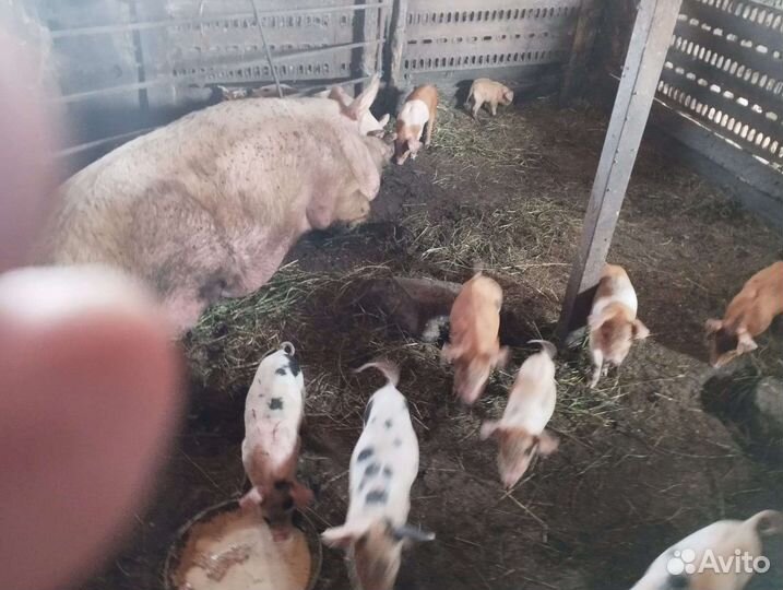 Поросенок ландрас